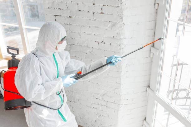 Mold Odor Removal Services in Idabel, OK